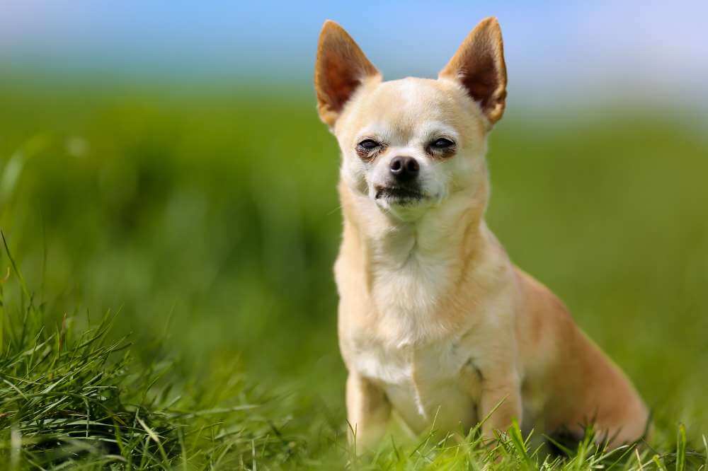 Ein Chihuahua sitzt im Gras.