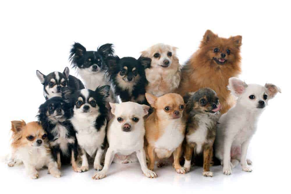 Viele verschiedene Chihuahuas in unterschiedlichen Farben und Felltypen.