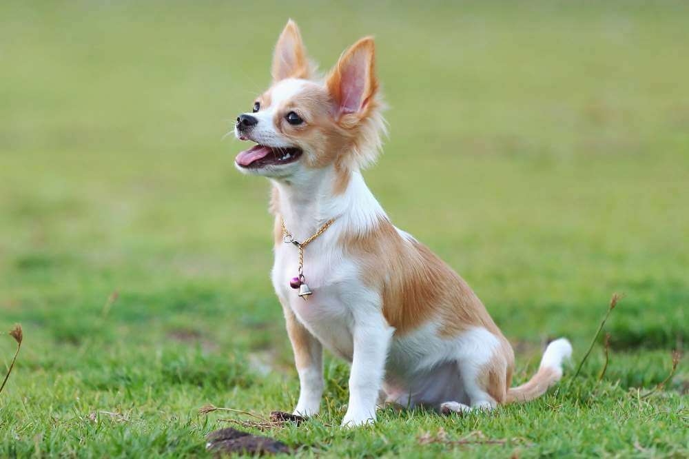 Ein Langhaar-Chihuahua auf dem Gras.