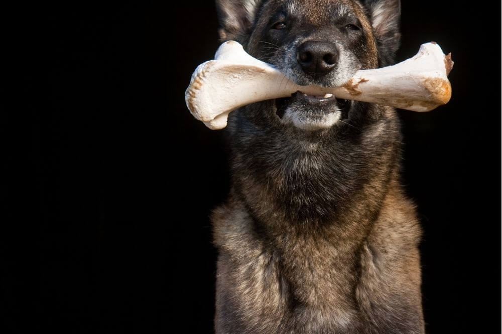 Eine Hunderasse mit der größten Beißkraft hält einen Knochen im Maul.