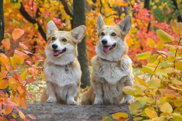 Zwei Corgi-Hunde stehen im Herbstlaub auf einem Baumstamm.