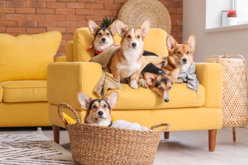 Fünf Corgi-Hunde haben es sich auf einem Sessel und in einem Körbchen gemütlich gemacht.