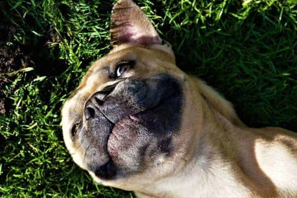 franzoesische bulldogge frenchie rasse beschreibung lustig liegend gras