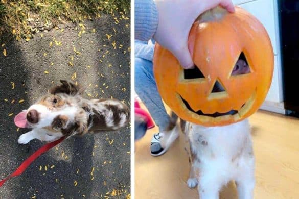 hund halloween kürbis luke lustig feststecken humor lucas