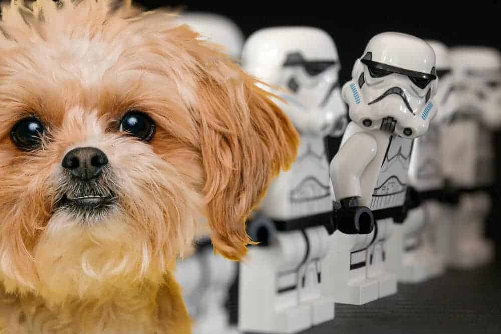 Die Hundenamen Star Wars-Fans