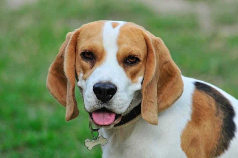 10 beliebtesten jagdhunde jagdhunderasse jagd hund beagle