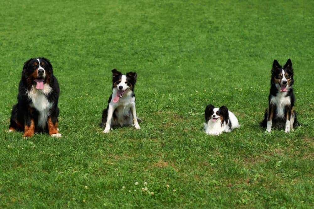Vier verschieden große Hunde sitzen nebeneinander auf einer Wiese.