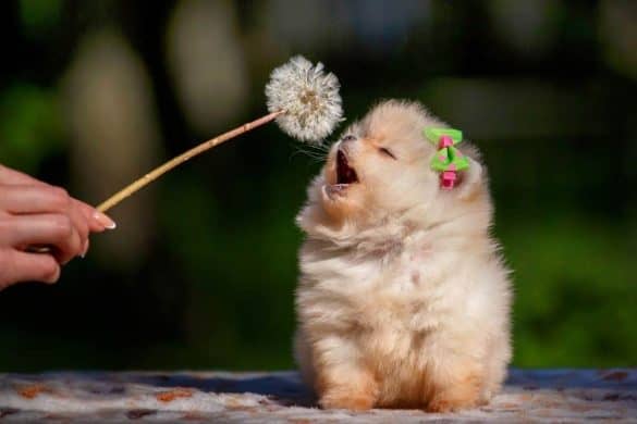 Ein kleiner Hund mit einer Schleife im Fell versucht eine Pusteblume zu essen.