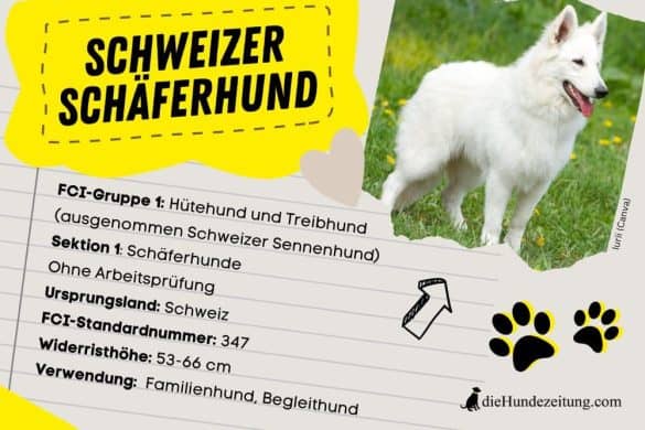 FCi Klassifizierung Schweizer Schäferhund