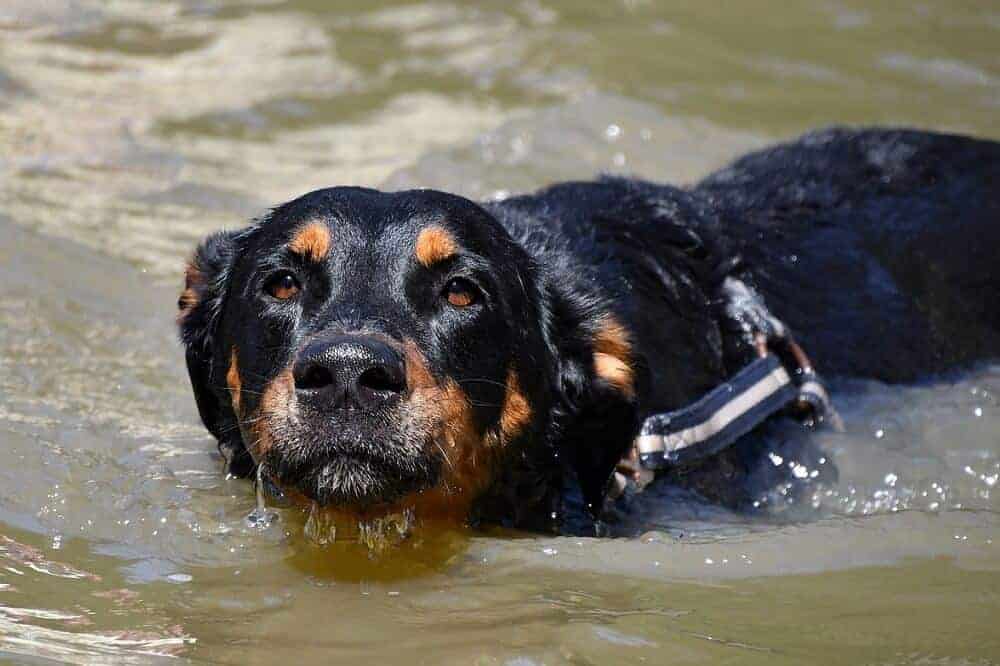 beauceron frankreich fci hun hunderasse dog beauceron frankreich fci hun hunderasse dog