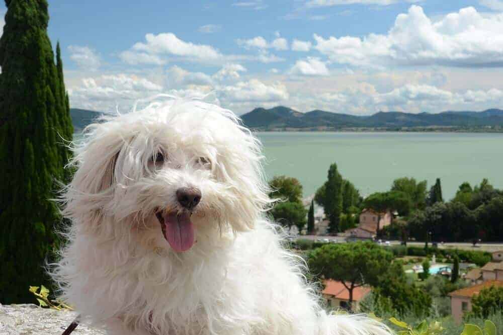 bologneser hund hunderasse fci rassestandard zucht italienischen hundenamen