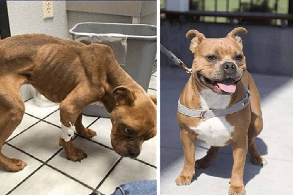 bowie american bully hund müll hunger gerettet