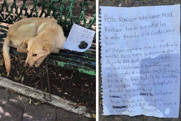 hund parkbank ausgesetzt max brief traurig