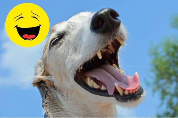 lustigste windhund gifs lachend smiley