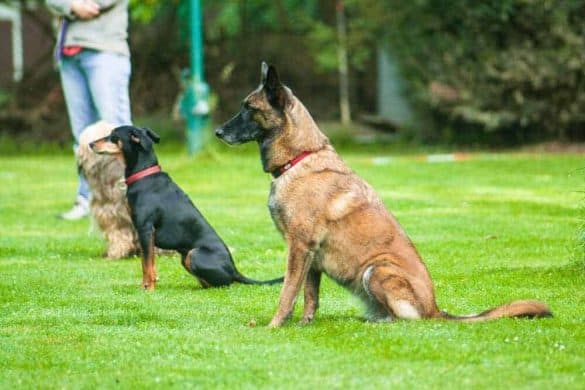 schaefer schaeferhund malinois hund dog hundesport sitz obedience