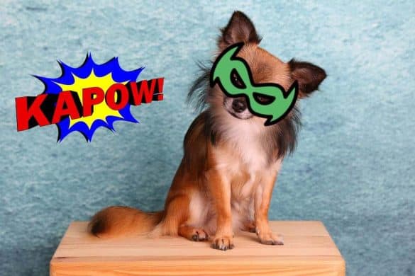 chihuahua superheld hunde helden titel