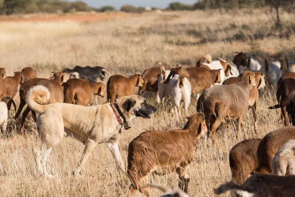 Ein Kangal beim Ziegenhüten mitten in der Herde.
