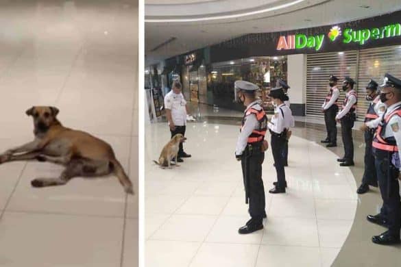 einkaufszentrum hund streuner philippinen security team job