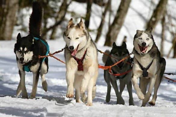 finnland schlittenhunde arbeitslos einschläfern tod tourismus