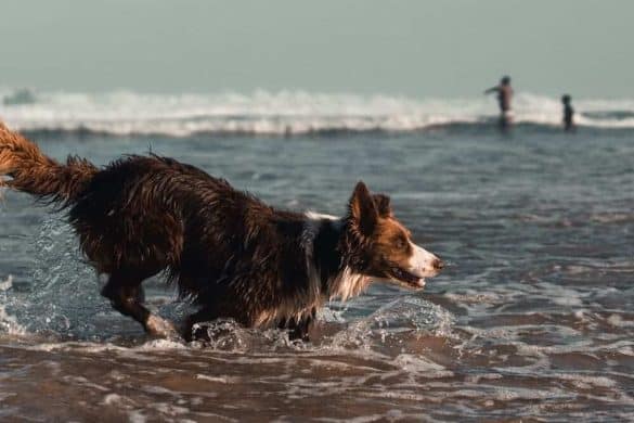 hund hunderassen für schwimmer wasser baden rasse badespaß see meer