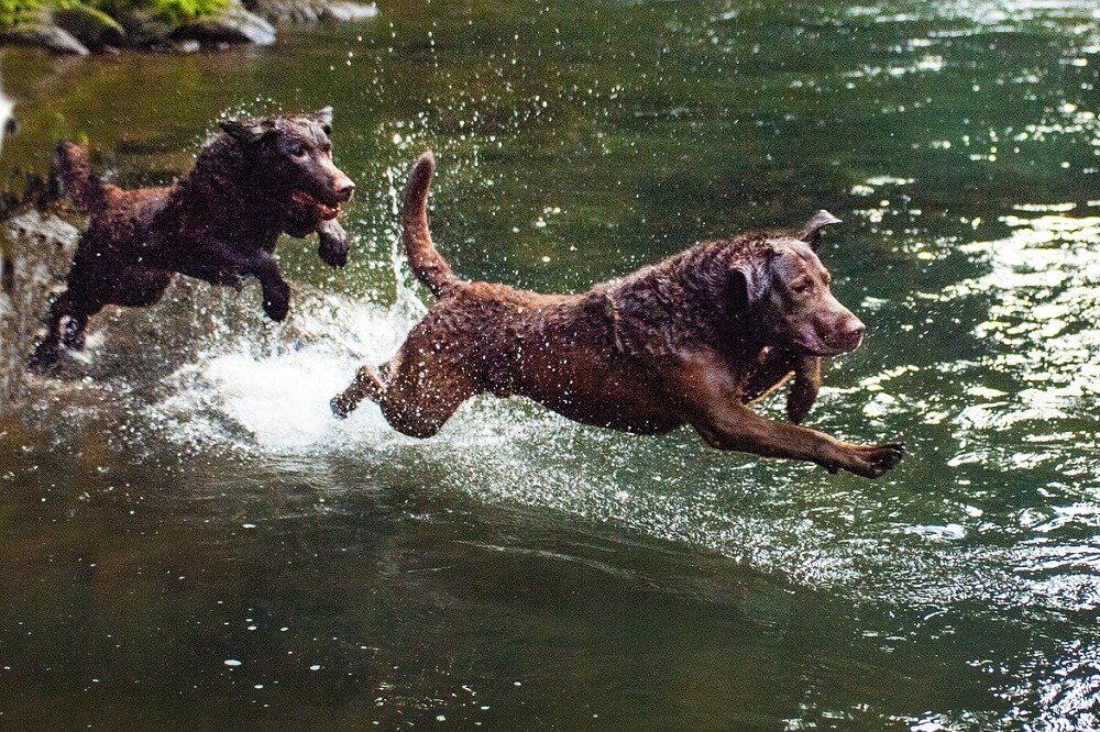 hund hunderassen für schwimmer wasser baden rasse badespaß see meer chesapeake