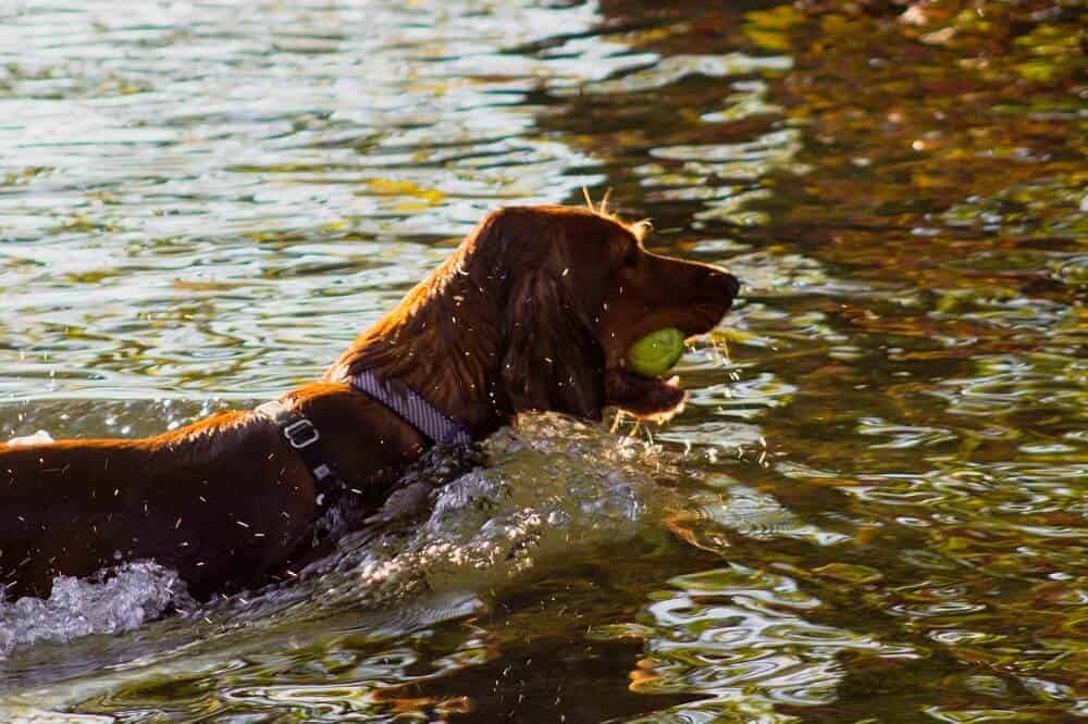 hund hunderassen für schwimmer wasser baden rasse badespaß see meer irish water spaniel