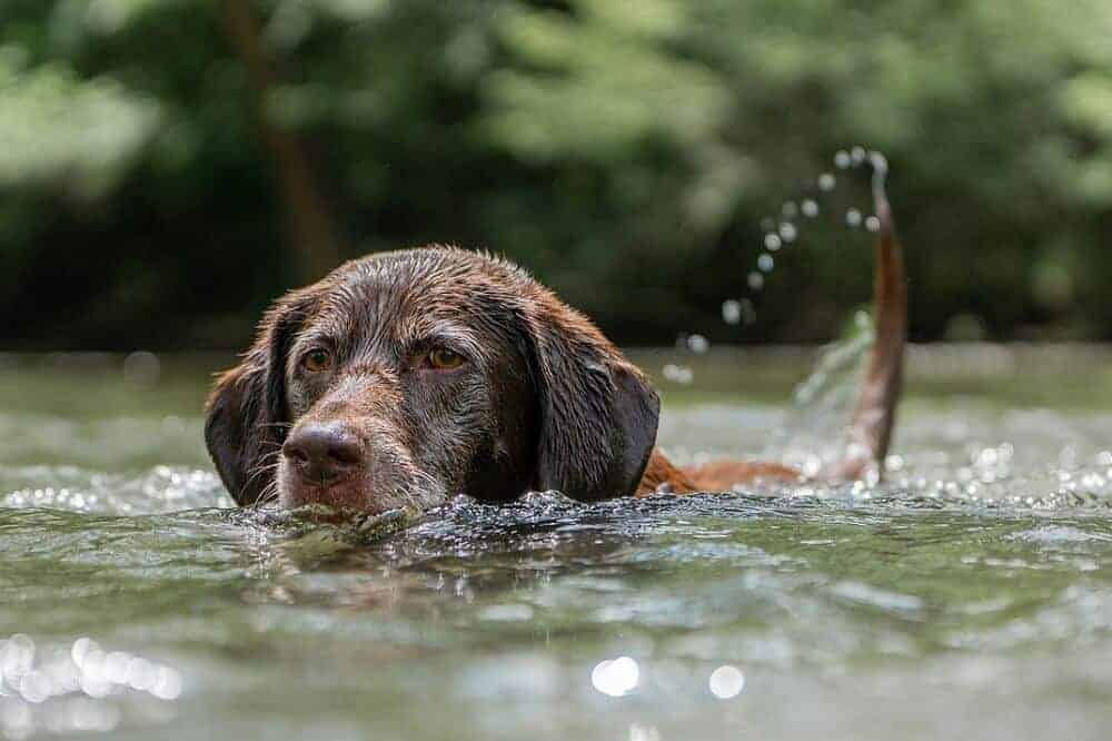 hund hunderassen für schwimmer wasser baden rasse badespaß see meer labrador