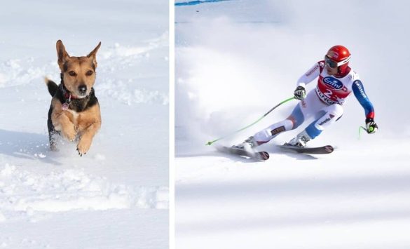 josef ferstl ski piste schnee hund skifahren training