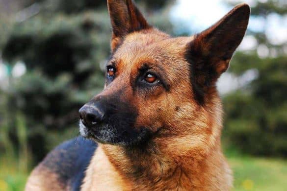 echte polizei deutschland hund bissig erschossen schäferhund biss