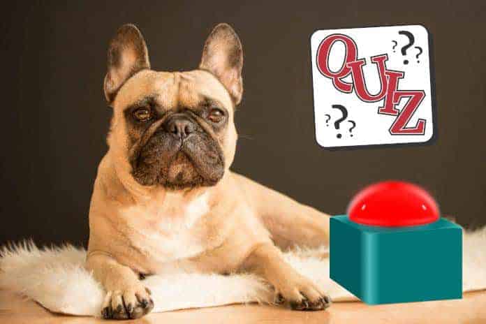 franzoesische bulldogge liegend hunde rasse beschreibung aussehen charakter quiz