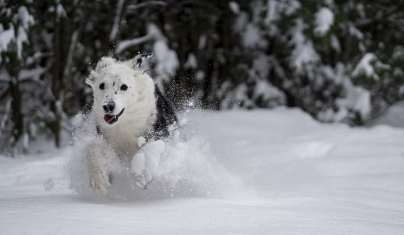 Hund in vollem Lauf im hohen Schnee vor einem Wald