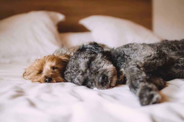 Zwei Hunde schlafen Kopf an Kopf aneinander liegend auf einem Bett