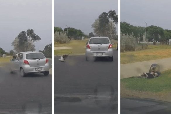 australien hund cocker spaniel auto fenster sturz sicherheit