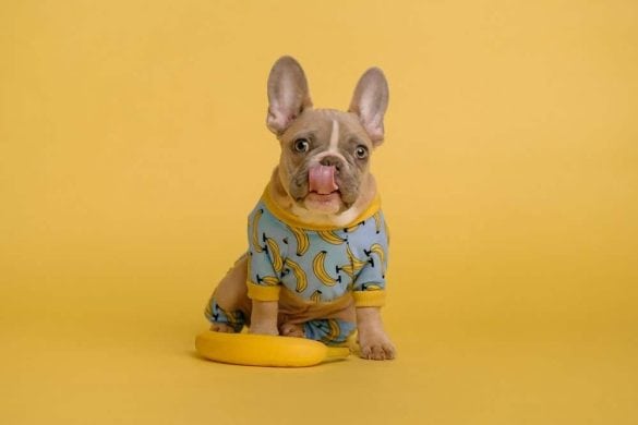 frenchie französische bulldogge produkte amazon fanartikel fan