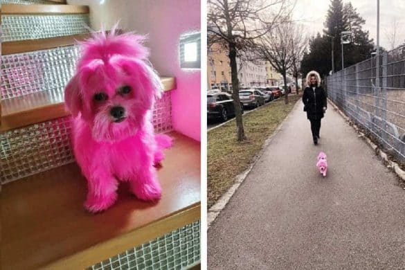 hund rosa fasching malteser geldstrafe strafe färben fell