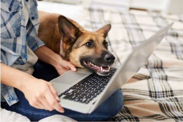online hunde-training laptop schäfer titel