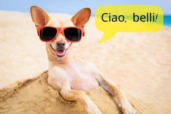 Chihuahua sitzt mit einer roten Sonnenbrille am Strand. Über seiner Schnauze befindet sich eine Sprechblase mit "Ciao, Belli