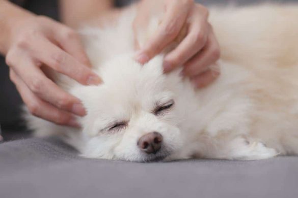 Ein weißer Hund erhält eine Kopfmassage und ist sichtlich entspannt. Auch TTouch trägt zur Entspannung bei Hunden bei.