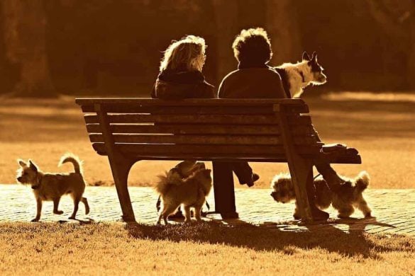 Mehrere Hunde tummeln sich um eine Parkbank, auf der zwei Frauen sitzen und reden.