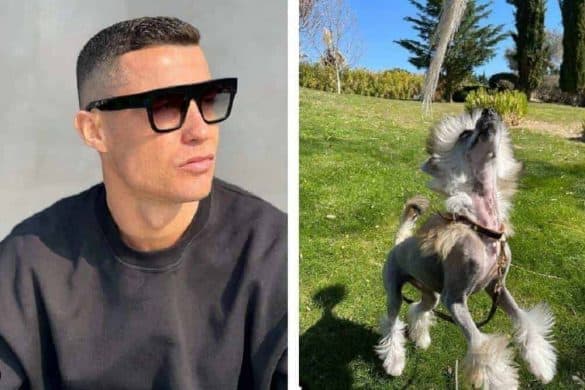 Links Bild von Christiano Ronaldo mit Sonnenbrille, rechts ein Bild der neuen Hündin Anotnia, ein chinesischer Schopfhund.