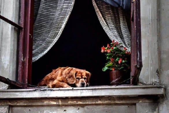 hund hundesenior lebensabend pension alter hunde herbst
