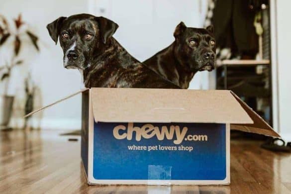 Zwei schwarze Hunde sitzen in einem Karton.