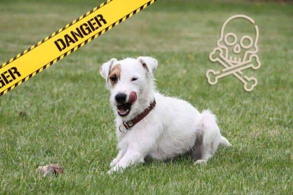 Ein Parsons Russell Terrier liegt mit sich leckernder Schnauze auf Gras.