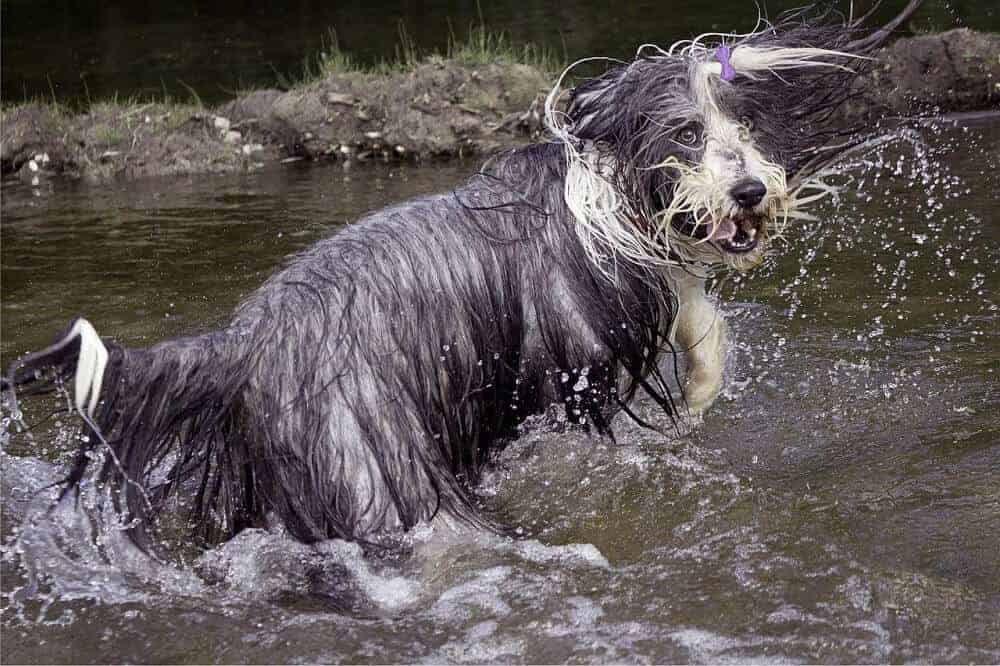 Ein nasser Bearded Collie tobt im Wasser.