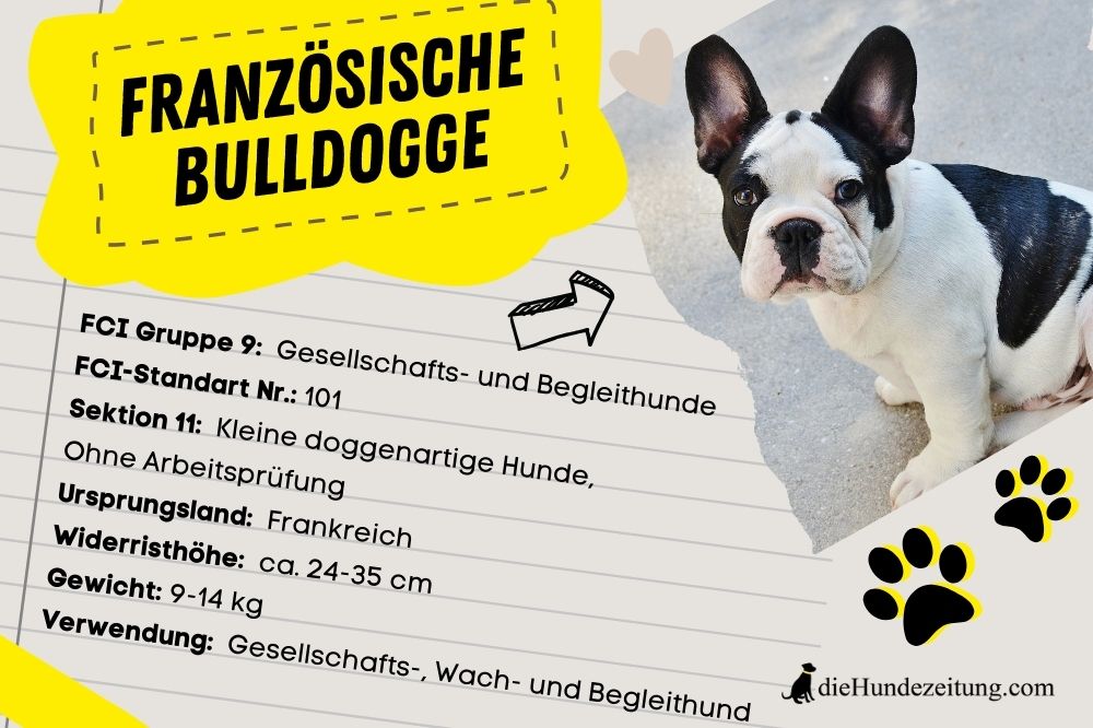 Französische Bulldogge: Wesen, Erziehung, Häufige Krankheiten & mehr!