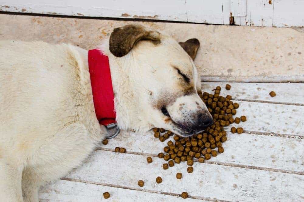 Ein weißer Hund schläft auf einem kleinem Häufchen Trockenfutter.