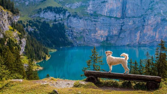 Wandern mit Hund, Berge und ein klarer See. Der Hund steht auf der einer Bank. /pixabay
