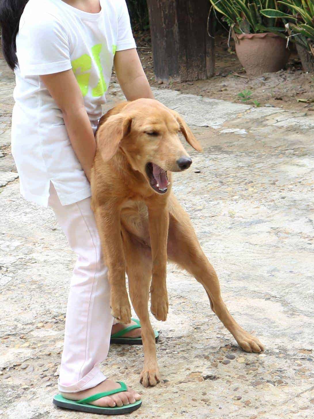 Gähnender Hund wird von Person getragen