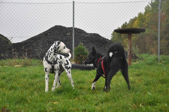 Dalmatiner und schwarzer Hund stehen sich gegenüber und beschnüffeln einander