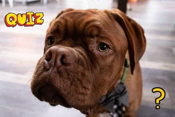 Eine braune Französische Bulldogge mit Bandana mit Fragezeichen
